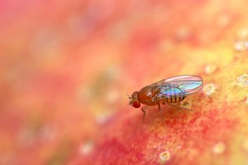 Fruit fly Drosophila Melanogaster on red apple